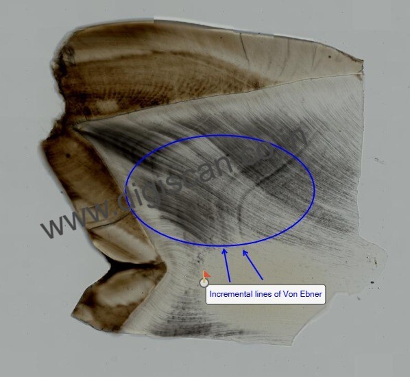 PG Oral Histology Digital Slides Set (MDS & PG Students)